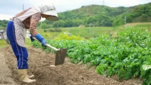Gaji Petani di Jepang